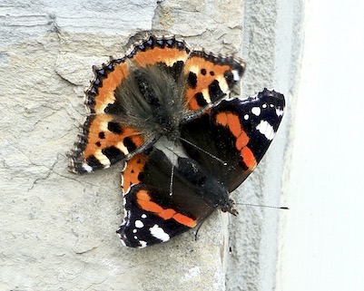 small tortoiseshell